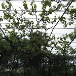 דירה Gardens 2 *